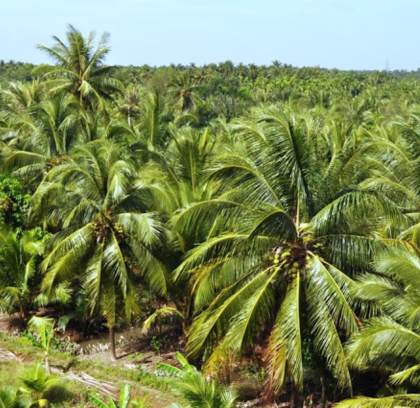 Cu Chi Tunnels Mekong Delta Tour