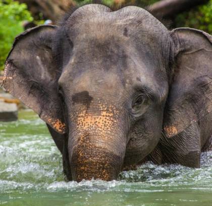 1 Day Exploring Elephant Camp Kalaw