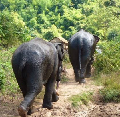 1 Day Exploring Elephant Camp Kalaw