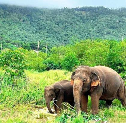 Essential Thailand 7 Days