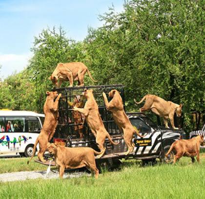 Happy Family in Bangkok 5 Days