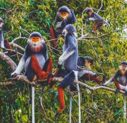 Unveiling Vietnam's Jungle Paradise: Cuc Phuong National Park Day Trip